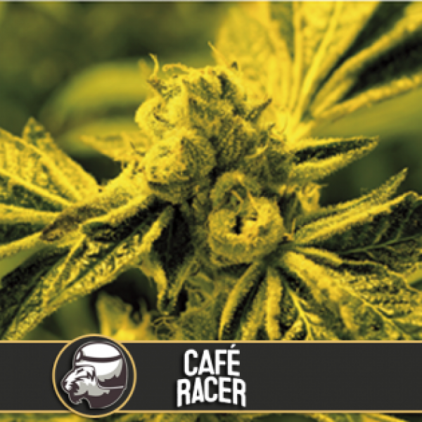 caf-racer-feminised-cannabis-seeds-blim-burn-america